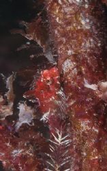 Tiny red scorpion fish on kelp stem.
Scotland. D200,60mm. by Derek Haslam 